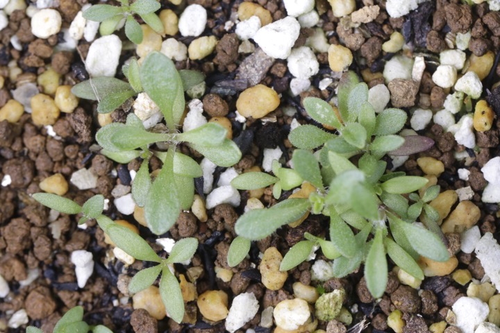 チシママンテマの発芽