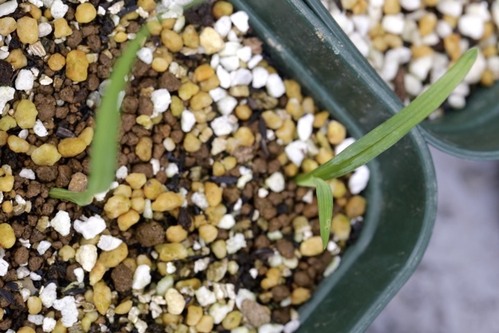 ゼンテイカの発芽