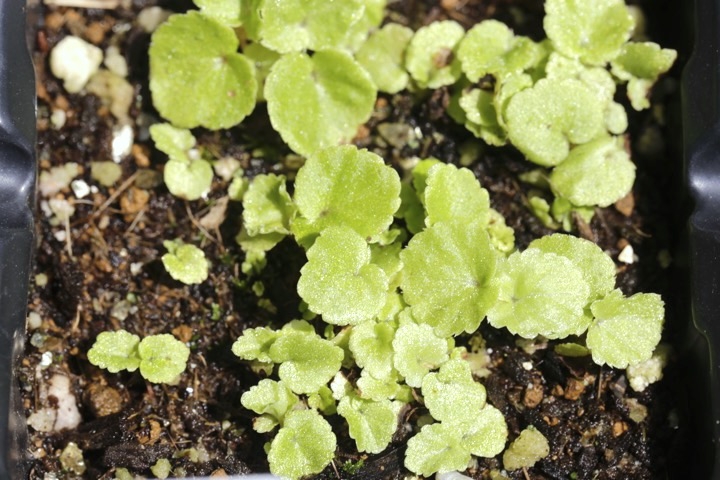 シュウカイドウの発芽