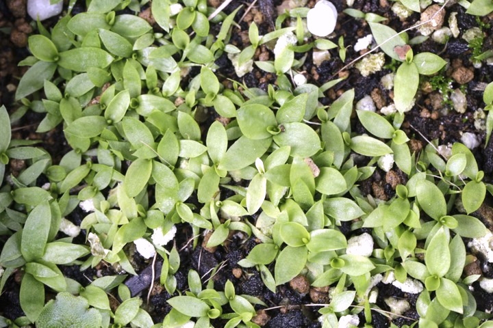 ショウジョウバカマの発芽