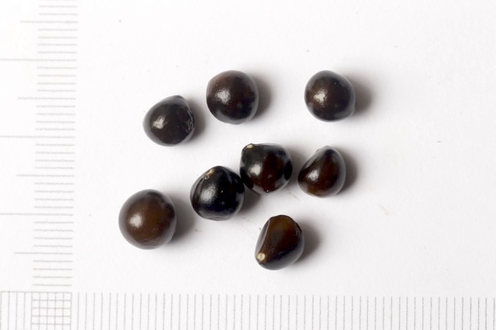 キツネノカミソリの種