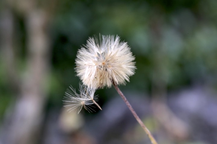 センボンヤリの実