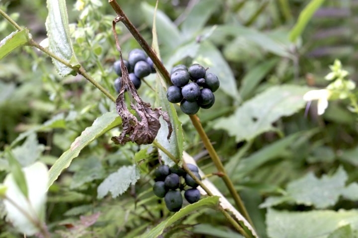 タチシオデの実