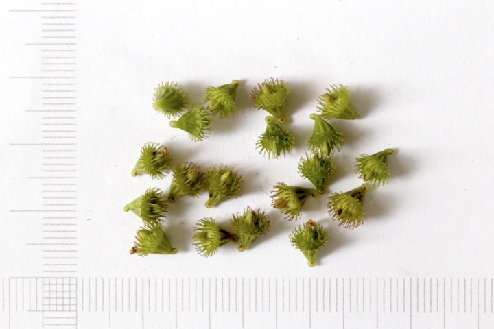 キンミズヒキの種