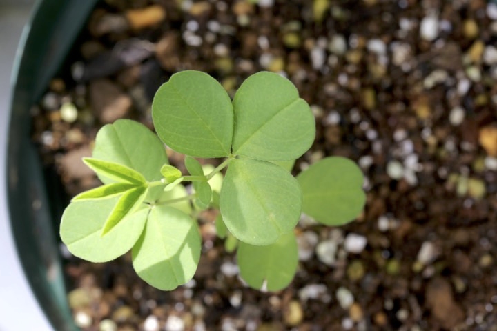 センダイハギの発芽
