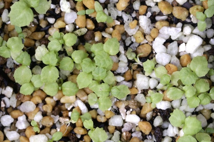 クリンソウの発芽