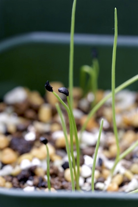 シロウマアサツキの発芽
