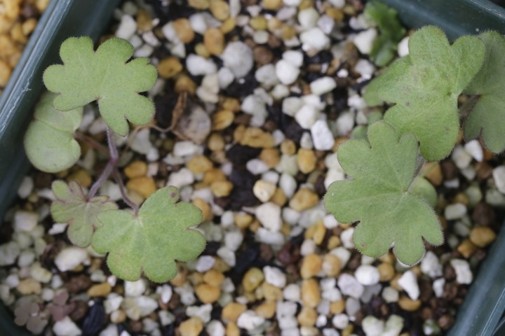 ハクサンフウロの発芽