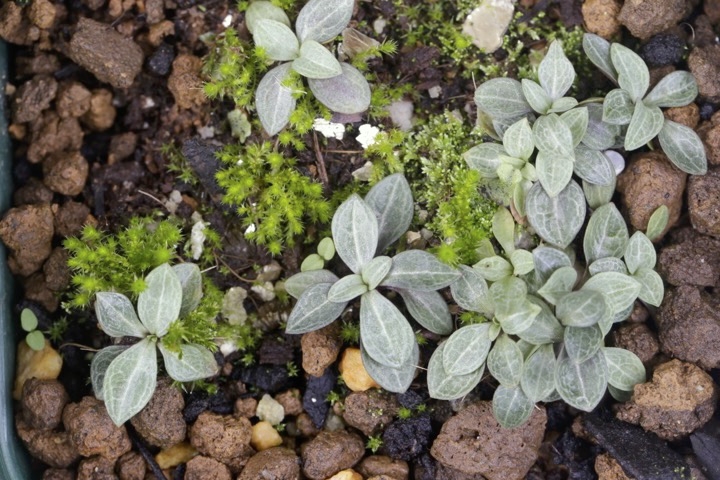 センブリの発芽