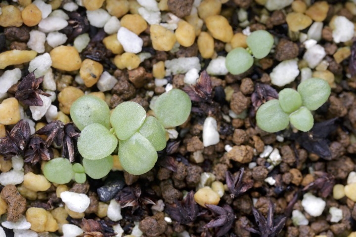 キリンソウの発芽