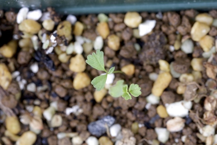 シロバナトウウチソウの発芽