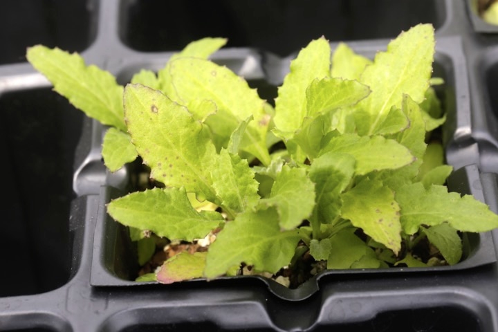 キツネアザミの発芽