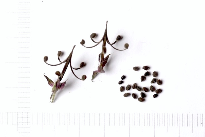 ゲンノショウコの種