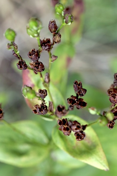 オトギリソウの実
