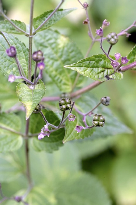カリガネソウの実