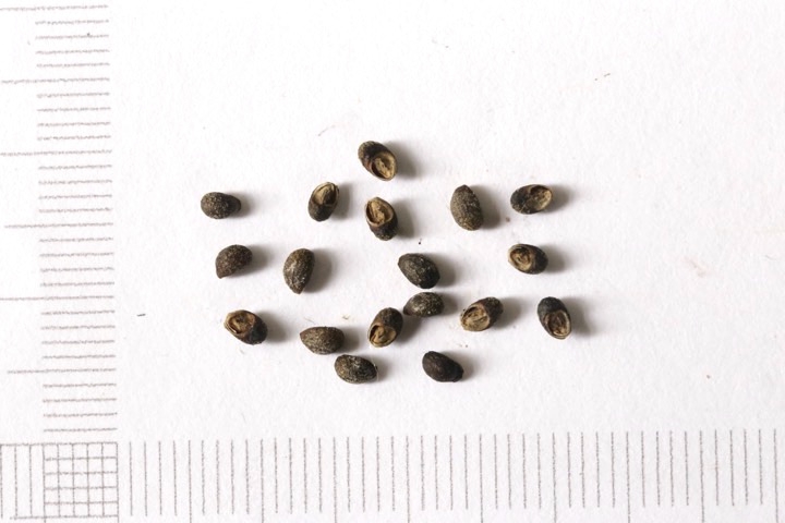 カリガネソウの種