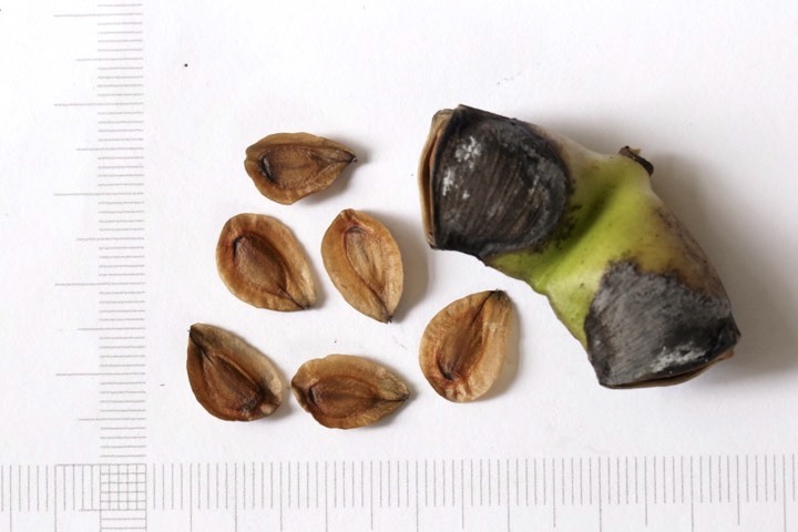 シラネアオイの種