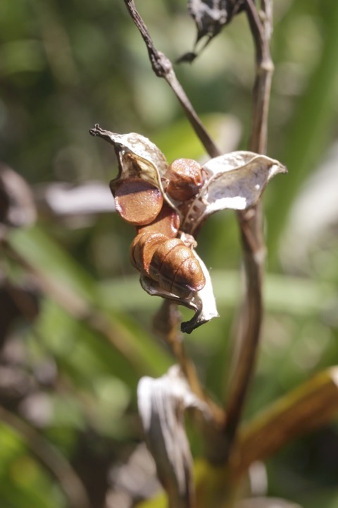 ジャコウソウの実