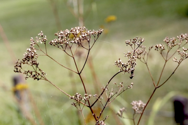 オミナエシの実