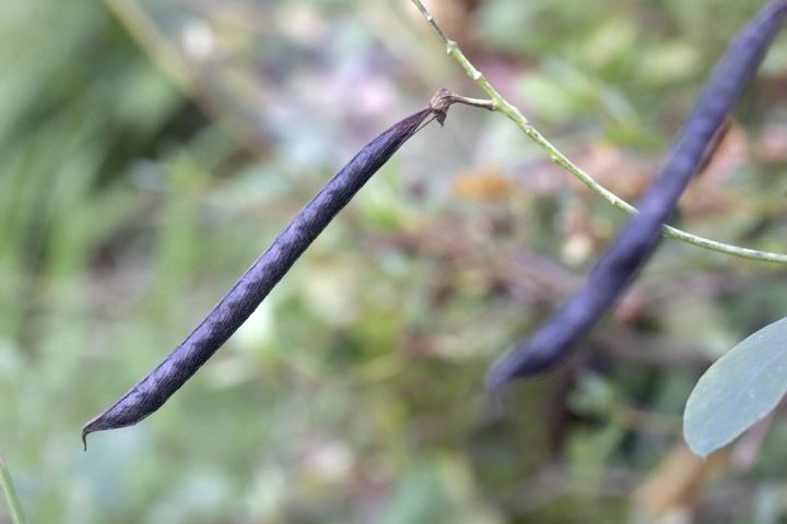 イタチササゲの実