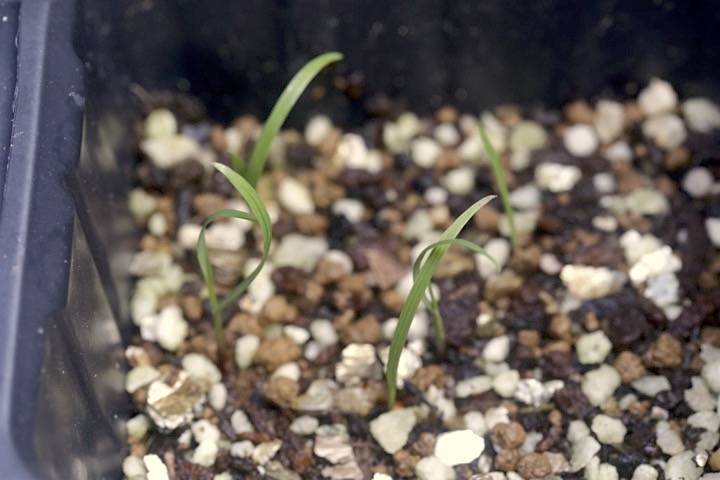 コメガヤの発芽