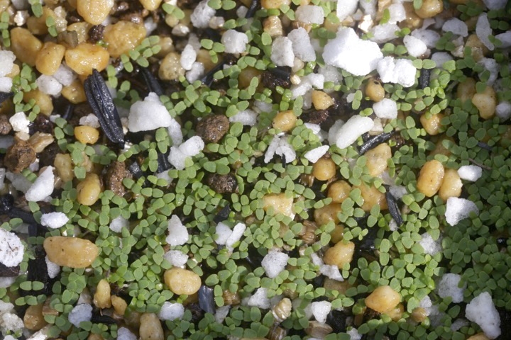 オトギリソウの発芽