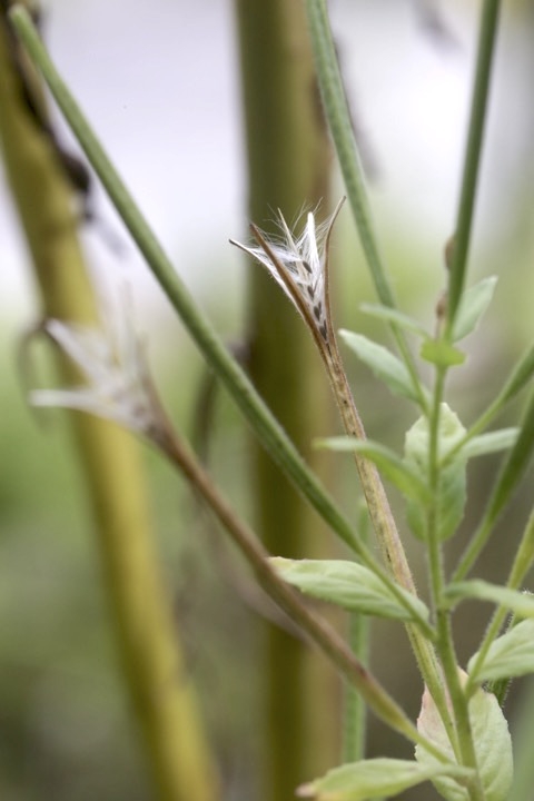 アカバナの茶色の実