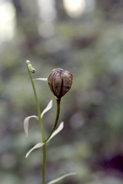 クルマユリの実