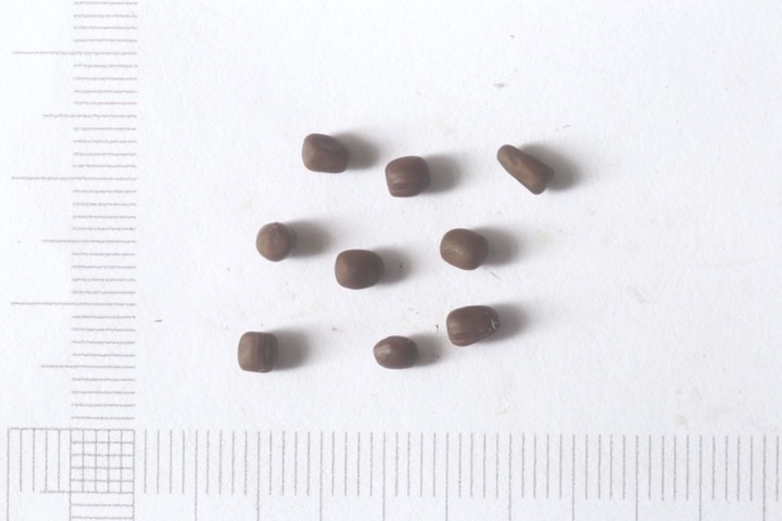 イタチササゲの種