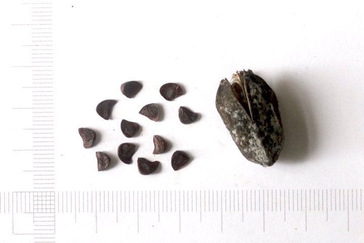 ハナショウブの種