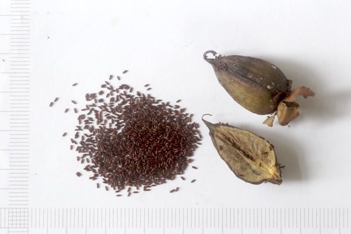 トモエソウの種