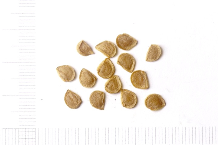 クルマユリの種