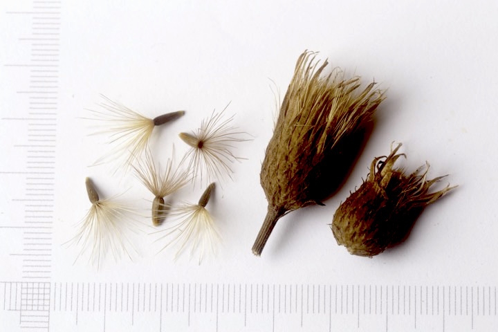 タムラソウの実と種