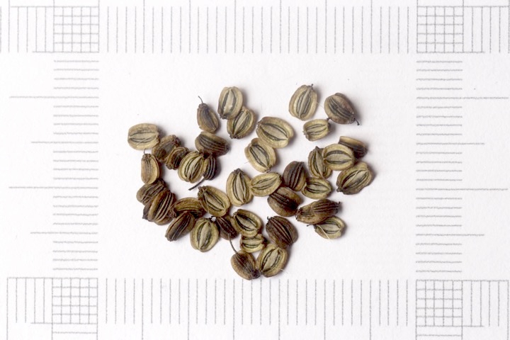 オミナエシの種