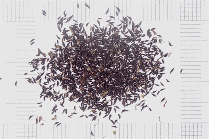 チダケサシの種