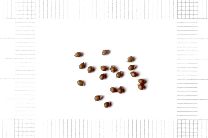 ヒゴスミレの種