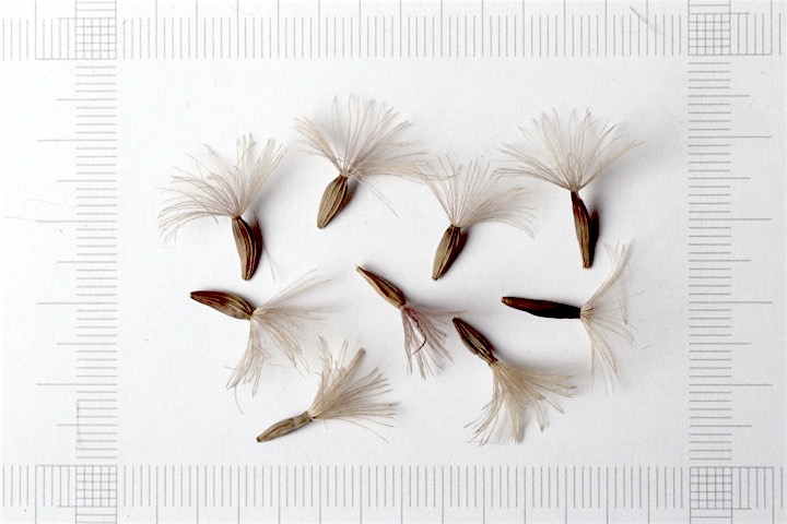 オクモミジハグマの種