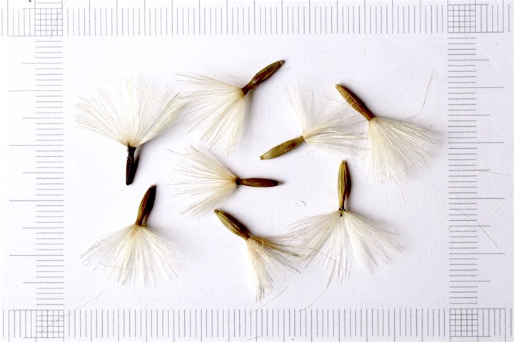 オヤリハグマの種