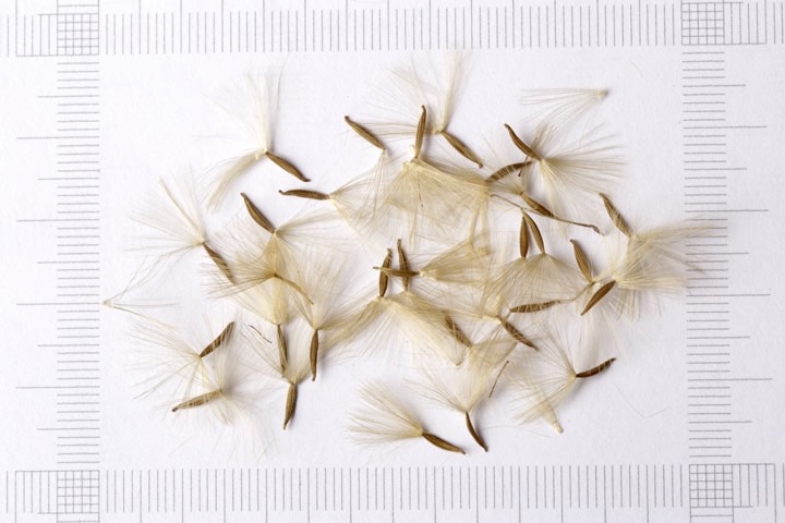 センボンヤリの種