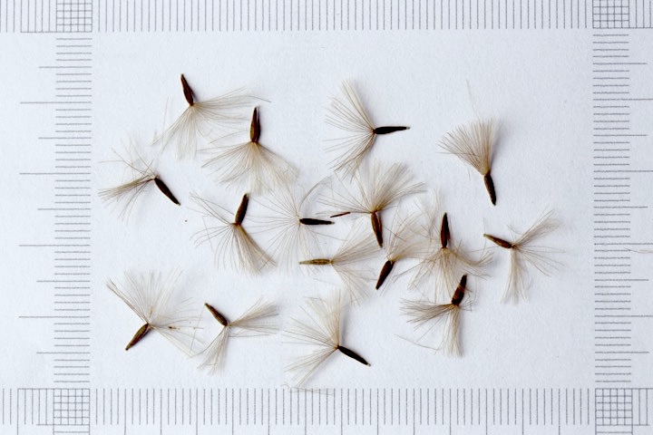 キッコウハグマの種