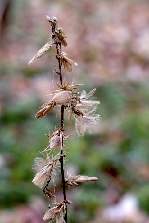 オクモミジハグマの実