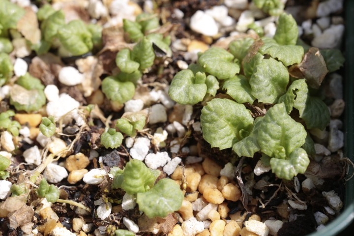 クリンソウの芽生え
