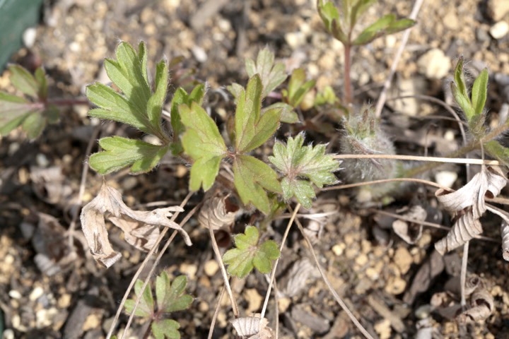 オキナグサの芽生え