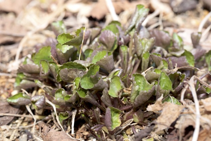 ツボスミレの芽生え