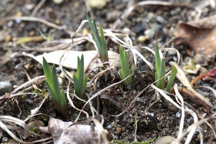 アヤメの芽生え