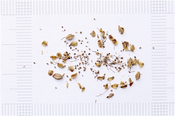 シロバナトウウチソウの種