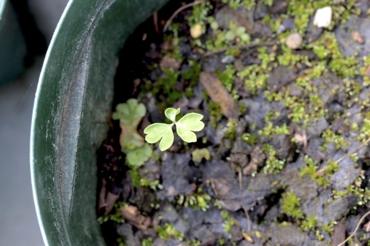 アズマイチゲの発芽