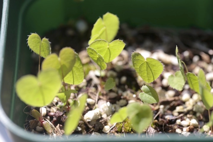 イカリソウの発芽