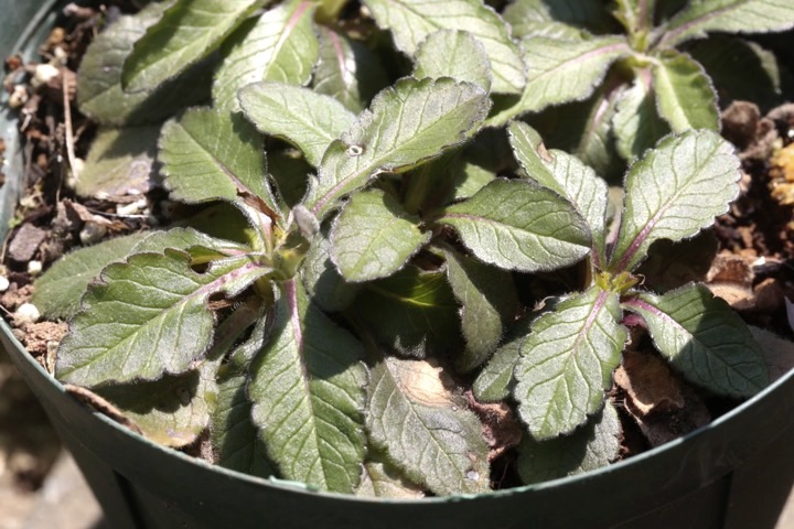 タカネマツムシソウの芽生え
