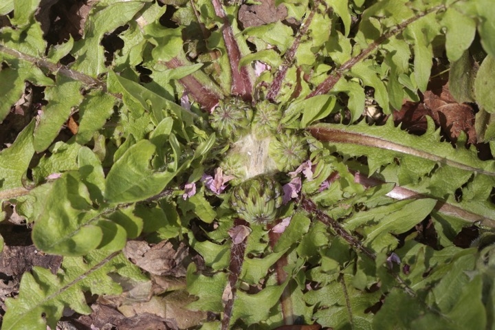 ニホンタンポポの芽生え